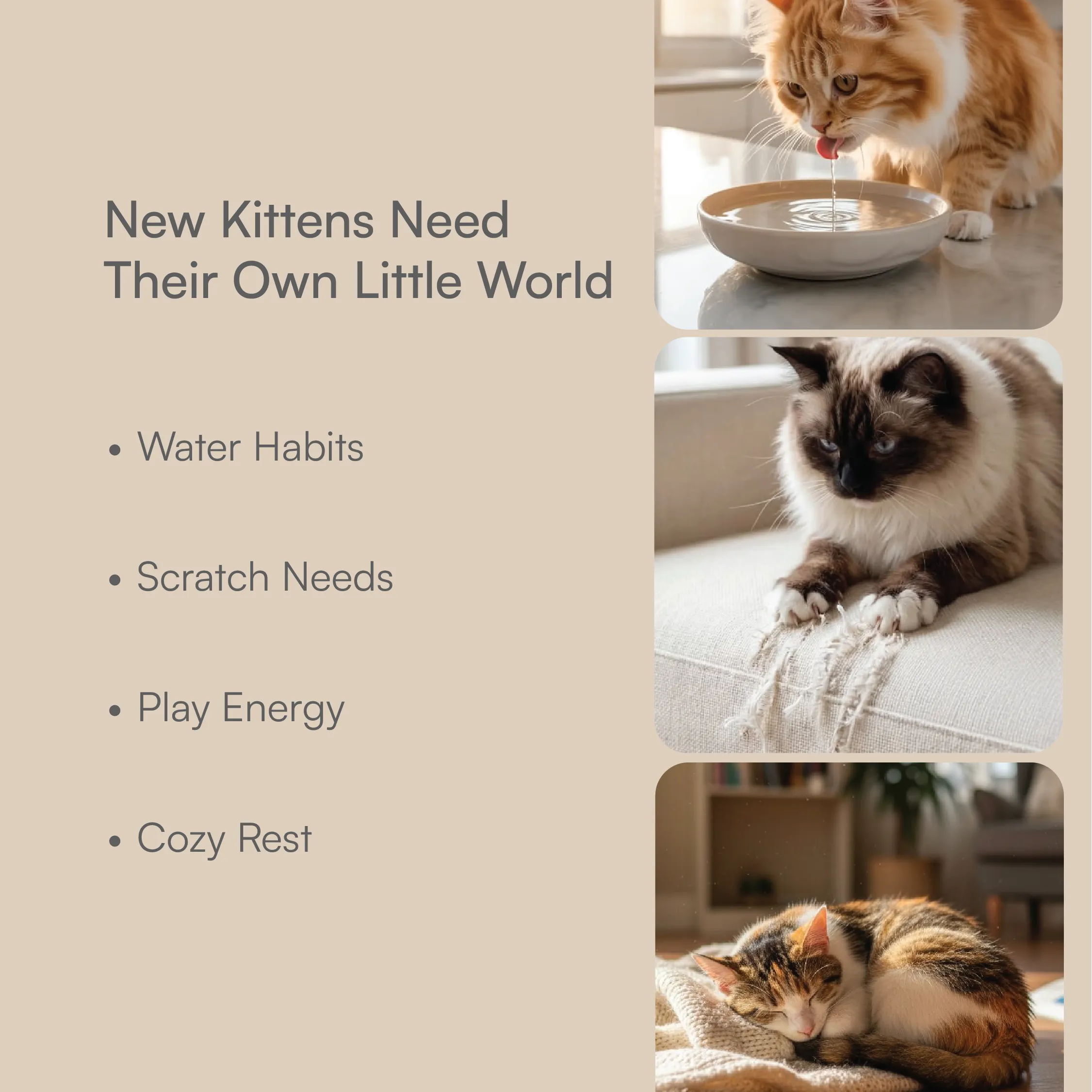 Kitten Starter Pack | Sip, Scratch, Play & Nap