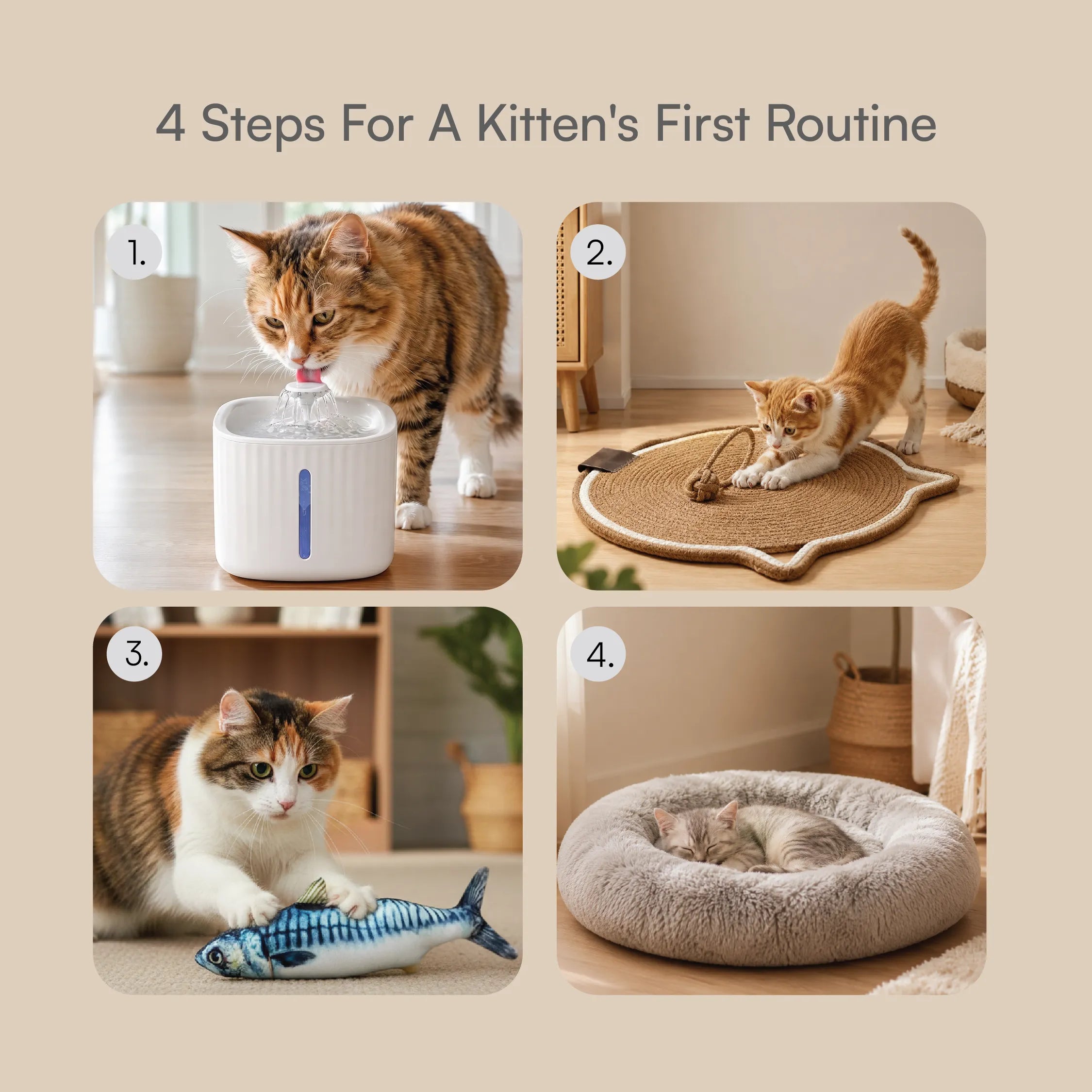 Kitten Starter Pack | Sip, Scratch, Play & Nap