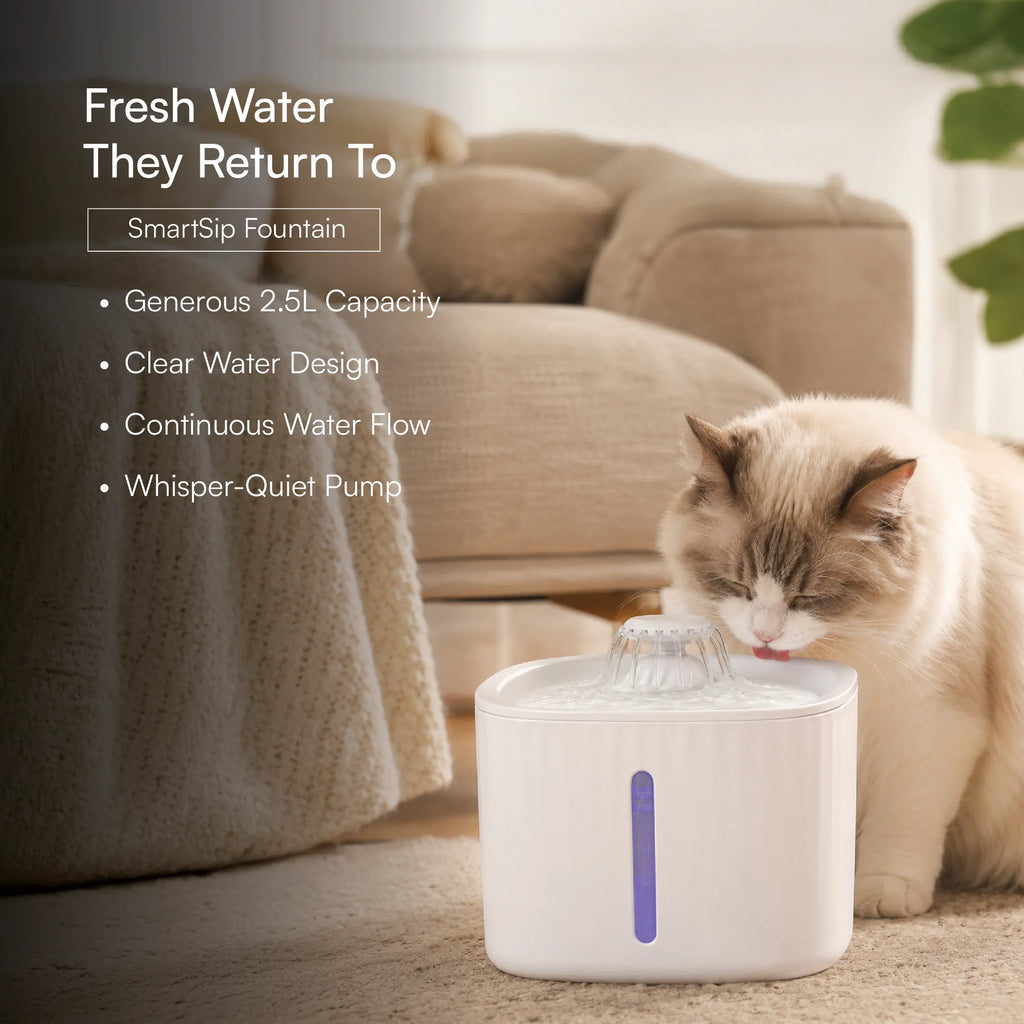 Kitten Starter Pack | Sip, Scratch, Play & Nap