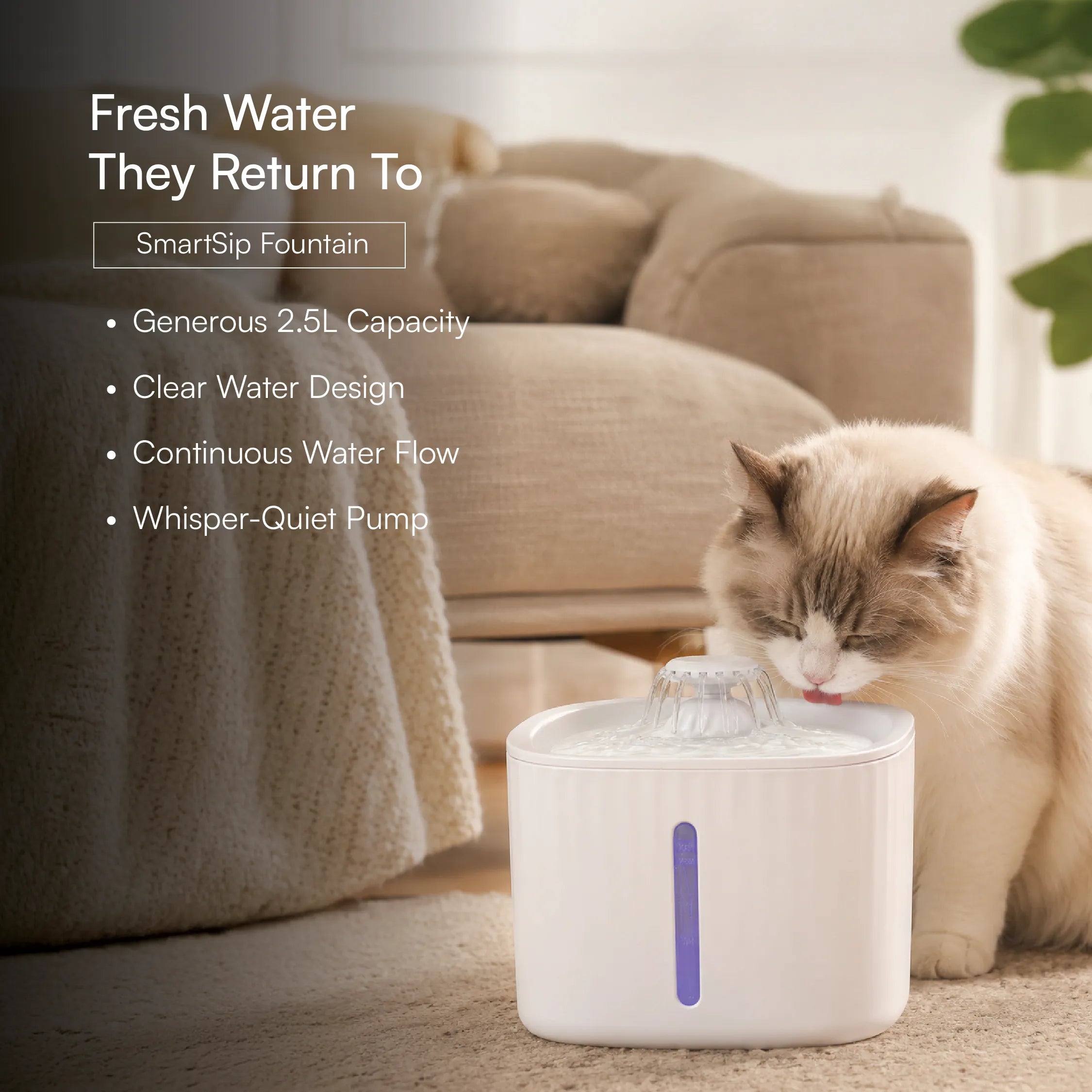 Kitten Starter Pack | Sip, Scratch, Play & Nap