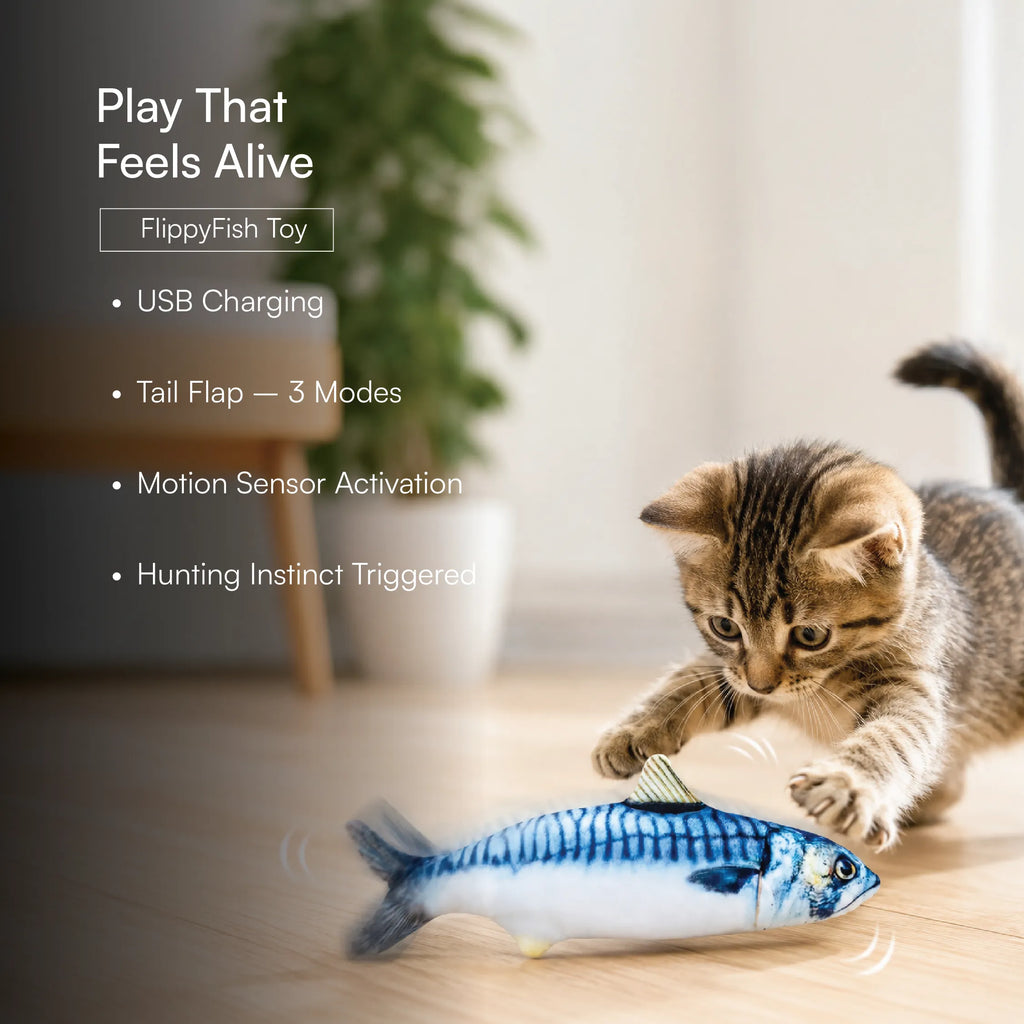 Kitten Starter Pack | Sip, Scratch, Play & Nap