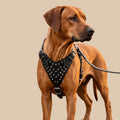 Oathkeeper Spike Harness – Soft Premium Leather | Silver Rivet Design | Adjustable & Secure Fit