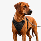 Oathkeeper Spike Harness