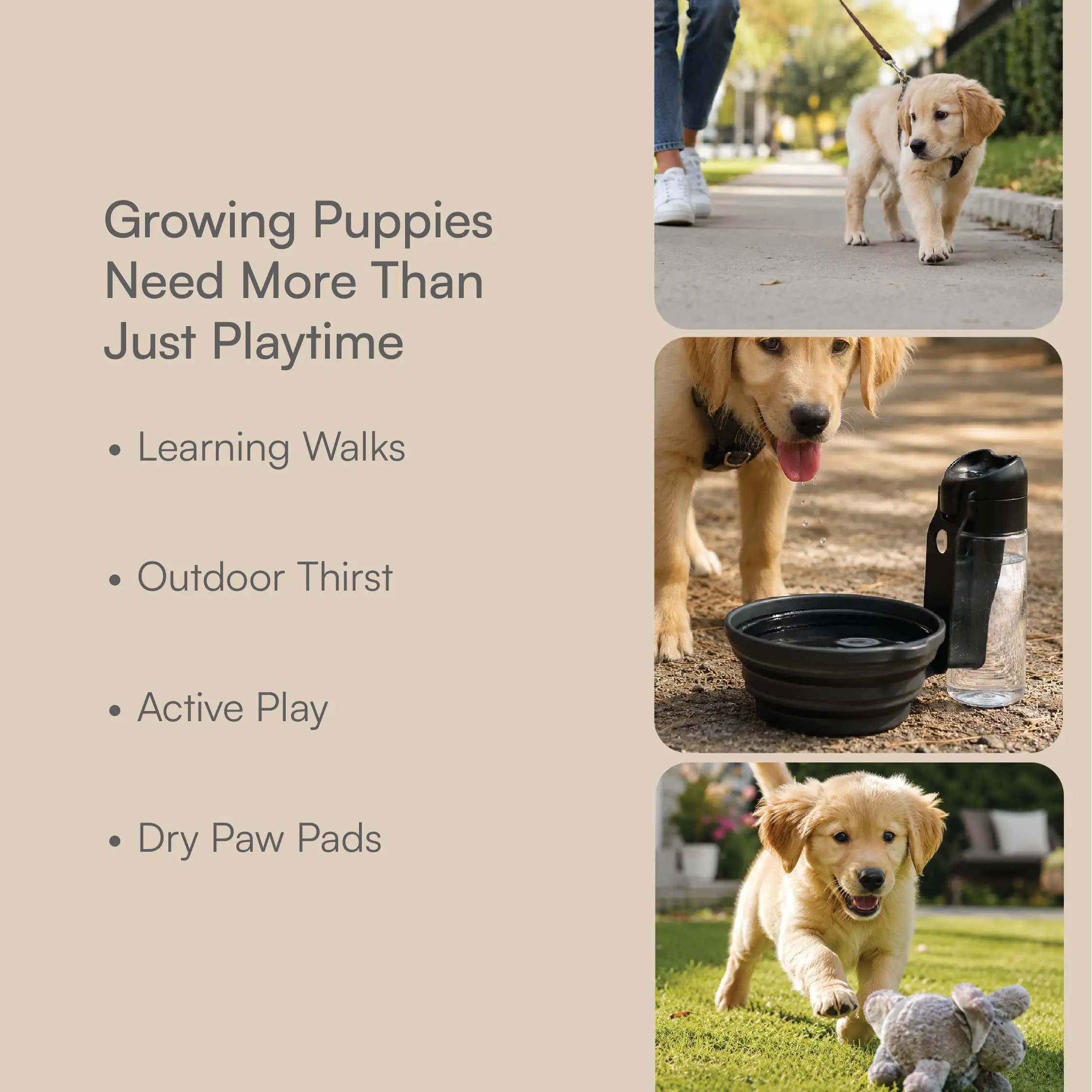 Puppy Starter Pack | Walk, Sip, Fetch & Protect