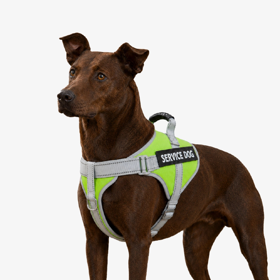 RegalStride Harness | No-Pull Reflective Dog Harness With Handle
