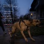 RegalStride Harness | No-Pull Reflective Dog Harness With Handle
