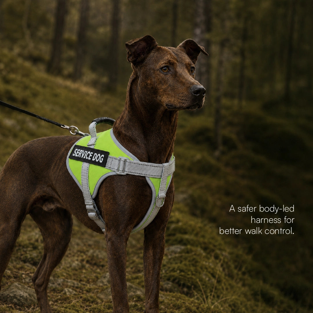 RegalStride Harness | No-Pull Reflective Dog Harness With Handle