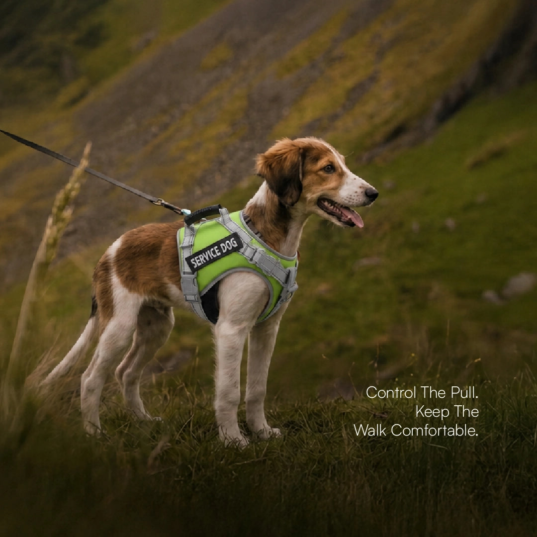 RegalStride Harness | No-Pull Reflective Dog Harness With Handle