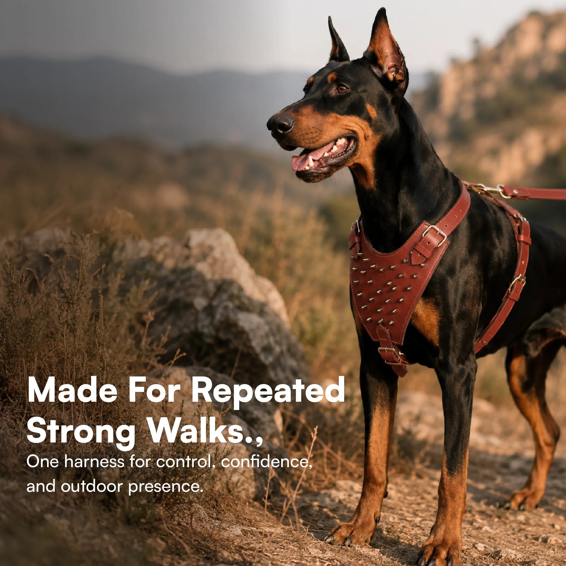 Stormborn Harness – Premium Leather Harness for Strong Dogs