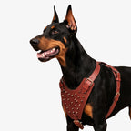 Stormborn Harness