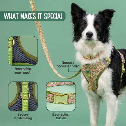 Ave Walk Harness Set | All-Day Comfort Walk Set with Leash & Collar