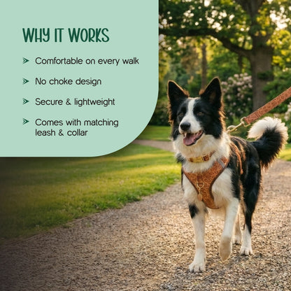 Ave Walk Harness Set | All-Day Comfort Walk Set with Leash & Collar