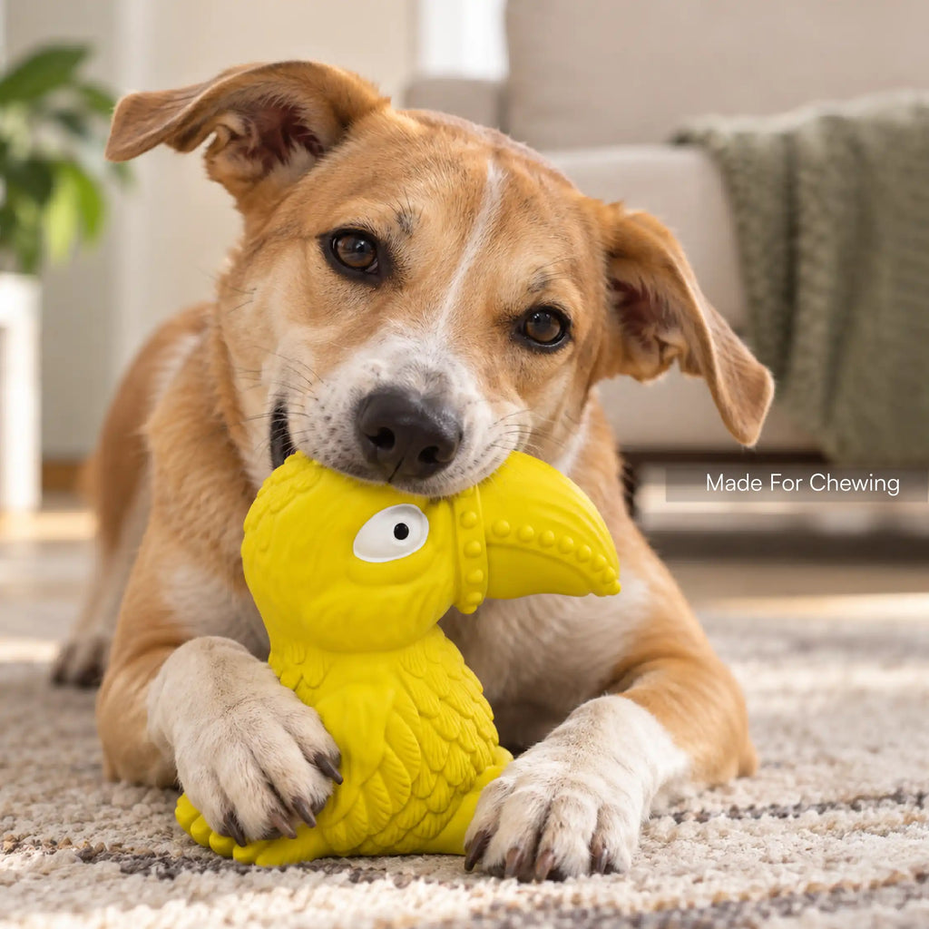 Toucan Squeaky Toy