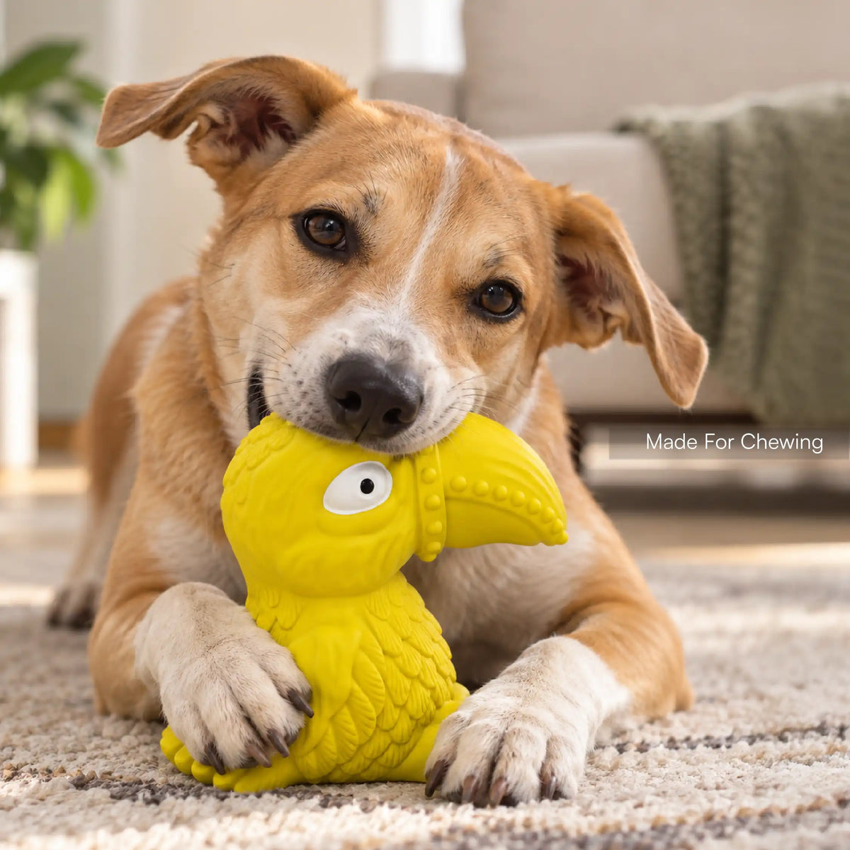 Toucan Squeaky Toy