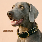 Vanguard Collar | Bold Finish, Premium Comfort in Pure Leather for Dogs - Tilting Heads