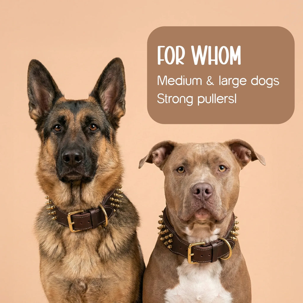 Vanguard Collar | Bold Finish, Premium Comfort in Pure Leather for Dogs - Tilting Heads