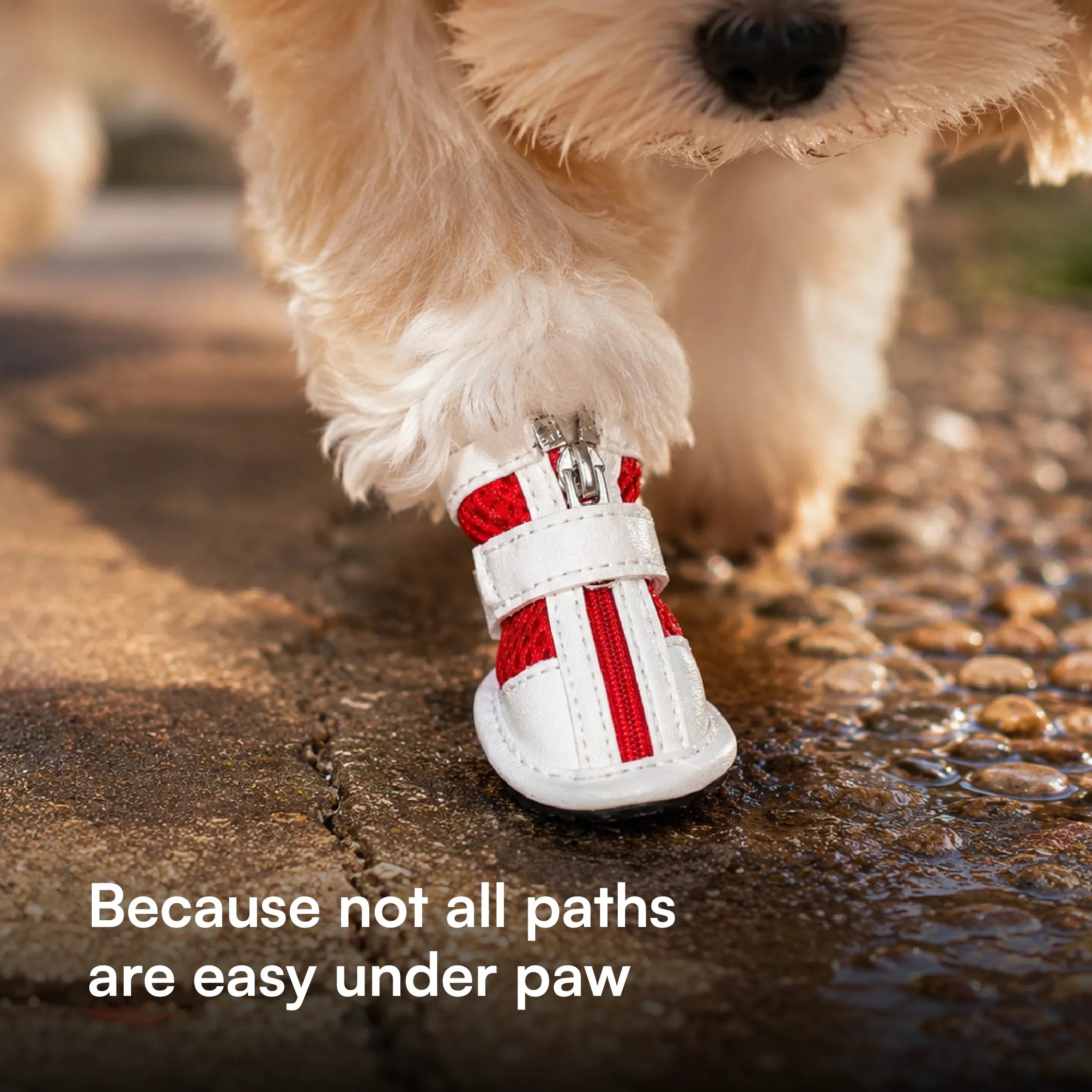 Zoomie Boots – Secure Fit with Zipper & Strap | All-Terrain Paw Safety