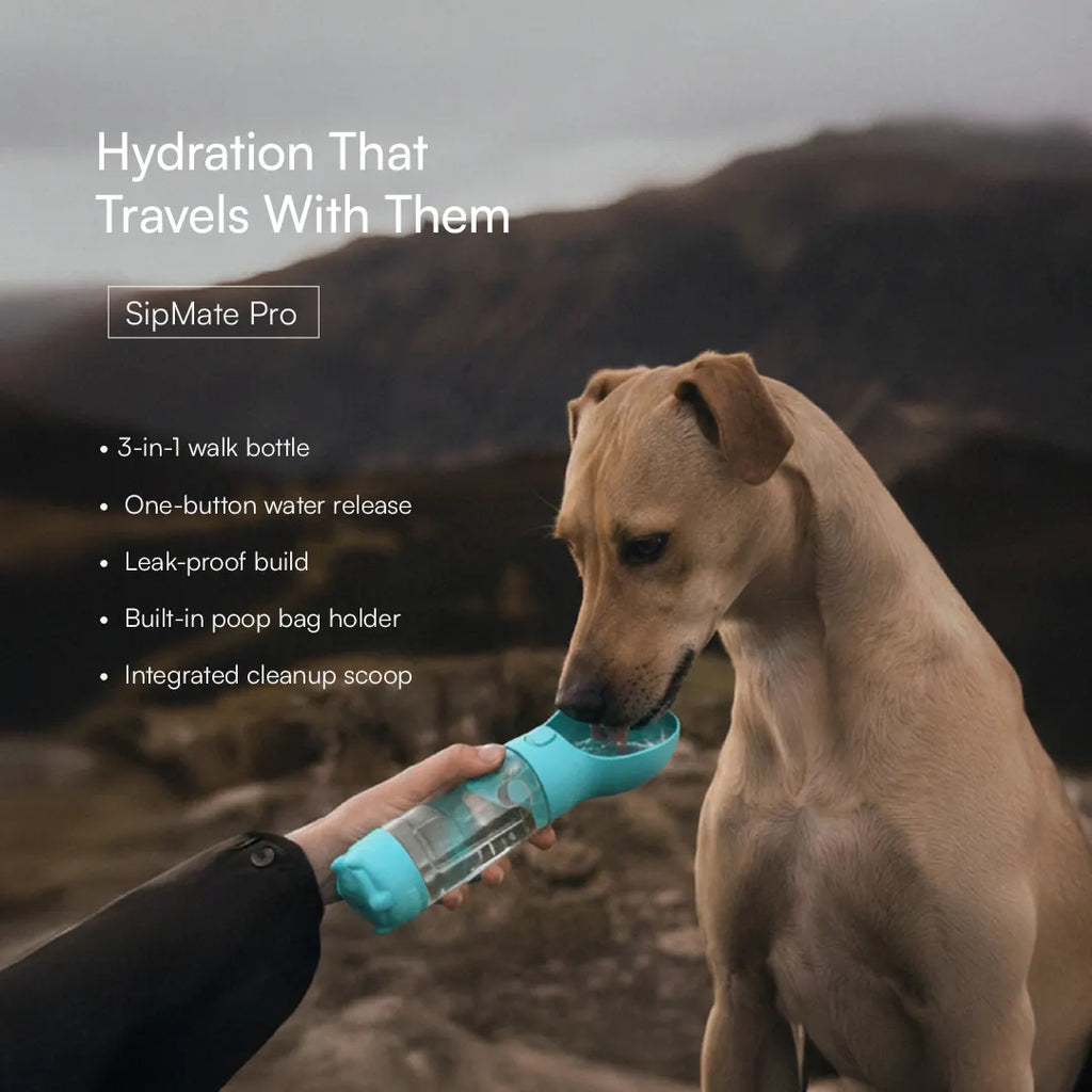 Daily Hydration Kit | Sip, Serve & Refresh