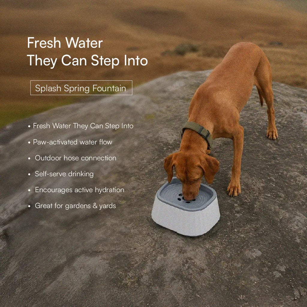 Daily Hydration Kit | Sip, Serve & Refresh