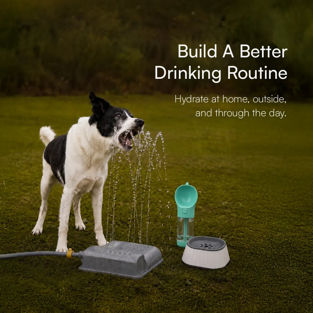 Daily Hydration Kit | Sip, Serve & Refresh