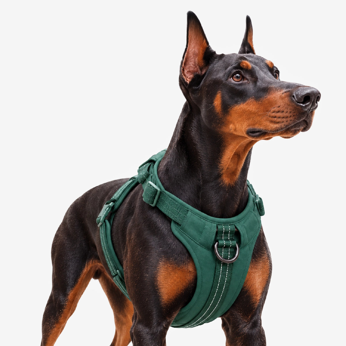 MaxGuard Harness