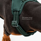 MaxGuard Harness