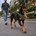 MaxGuard Harness
