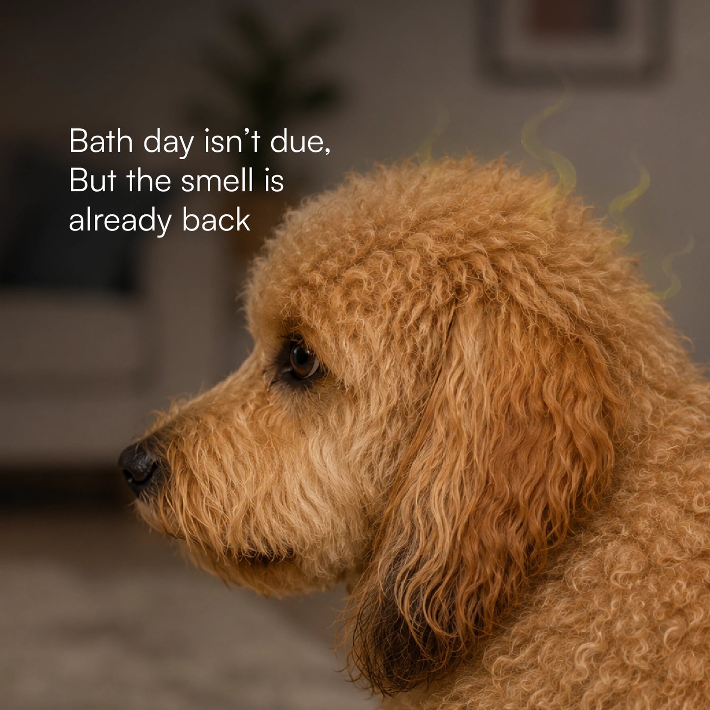 Aloe Fresh Deodorant | Alcohol-Free | Gentle, Long-Lasting Freshness for Dogs & Cats