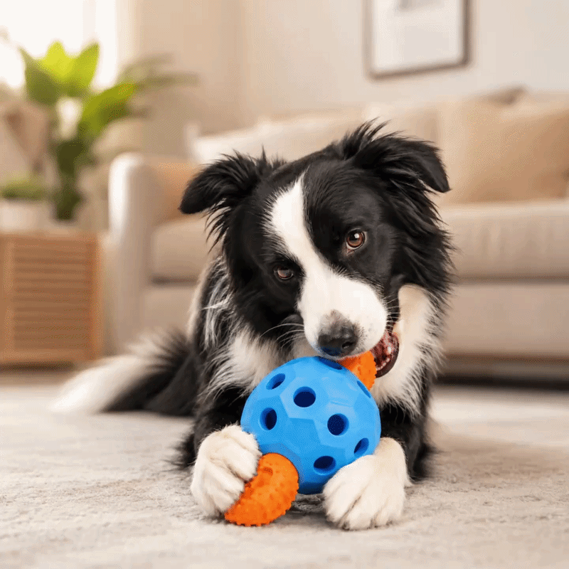 ChewOrbit Toy