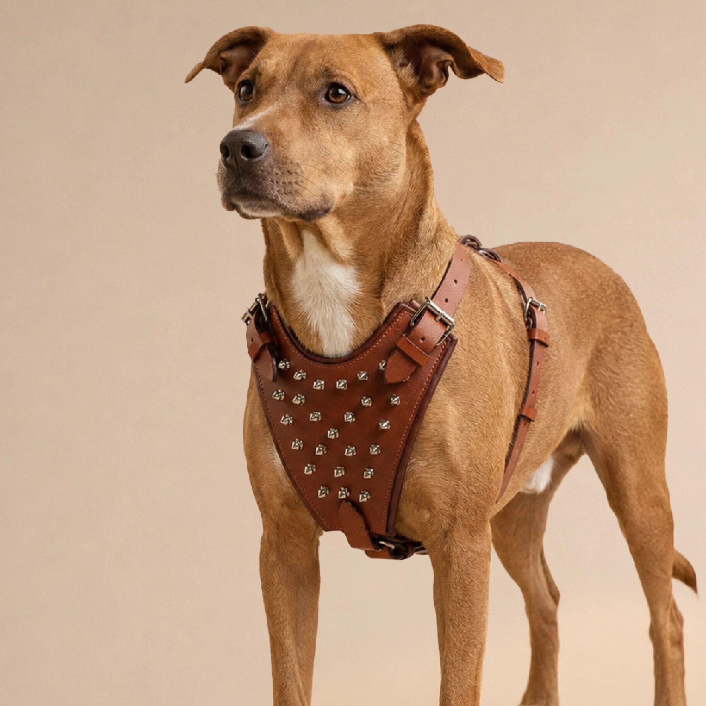 Kingsguard Leather Harness | Genuine Leather Exterior | Rexine Cushioning | No-Choke Walk Control