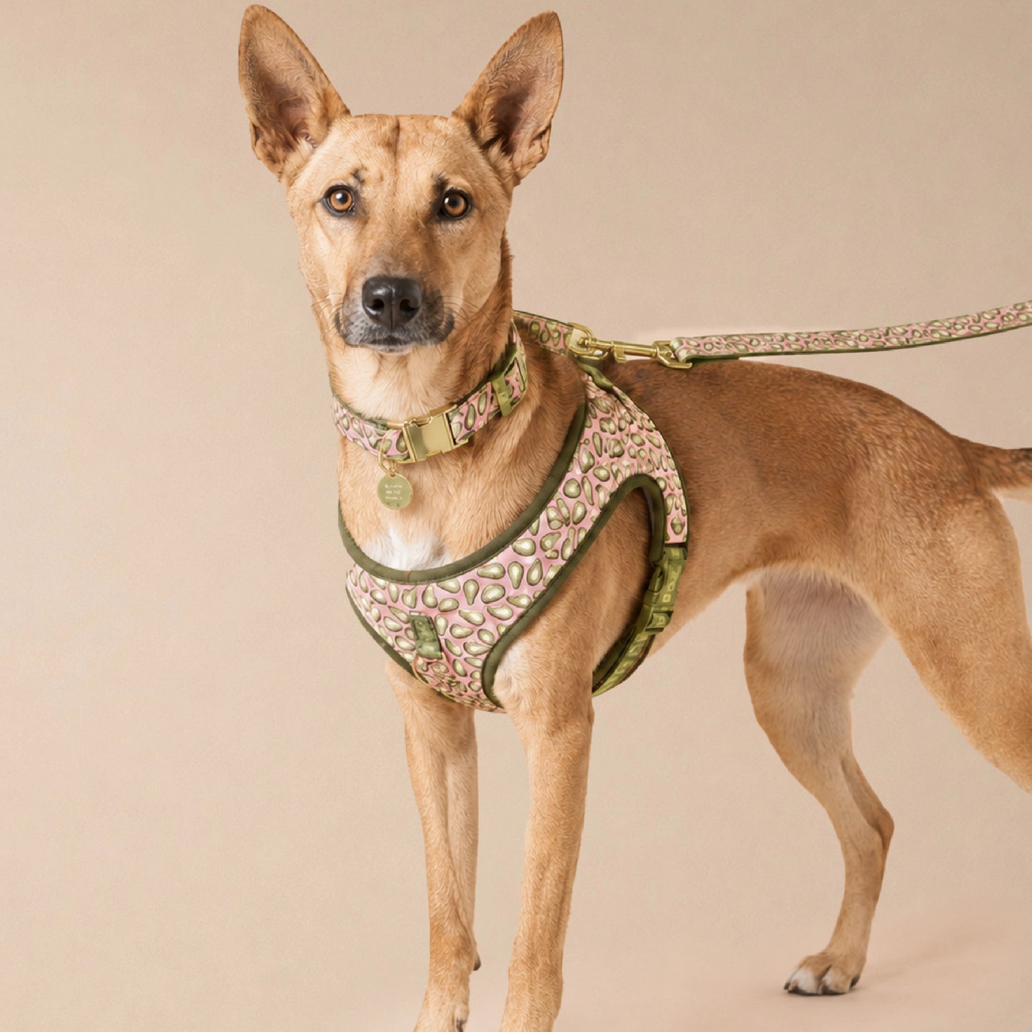 Ave Walk Harness Set | All-Day Comfort Walk Set with Leash & Collar