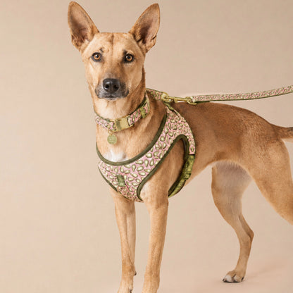 Ave Walk Harness Set | All-Day Comfort Walk Set with Leash & Collar