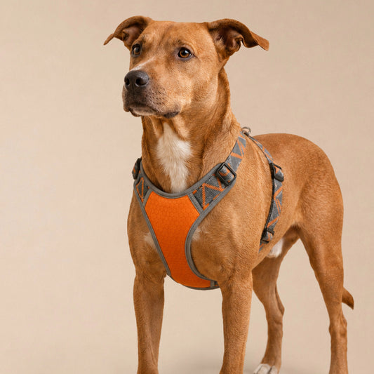BlazeStep Harness – No-Pull Mesh Harness for Comfortable Dog Walks