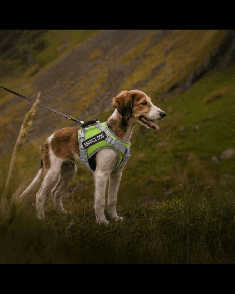 RegalStride Harness | No-Pull Reflective Dog Harness With Handle