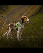 RegalStride Harness | No-Pull Reflective Dog Harness With Handle