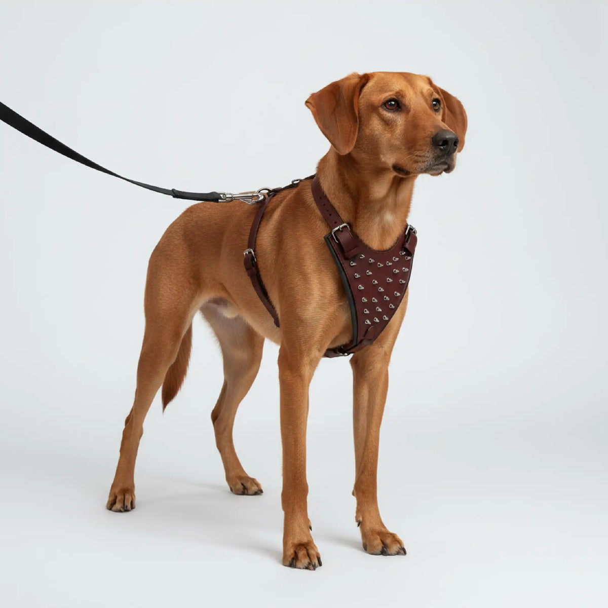 Kingsguard Leather Harness