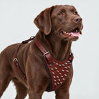 Kingsguard Leather Harness