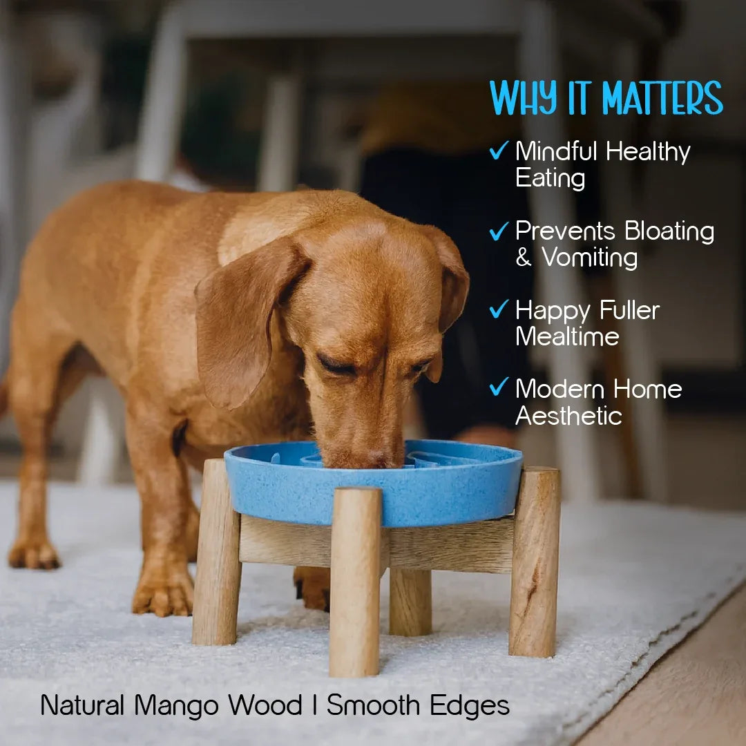 MangoMatte Feeder – Stylish Slow Feeder Bowl for Dogs - Tilting Heads
