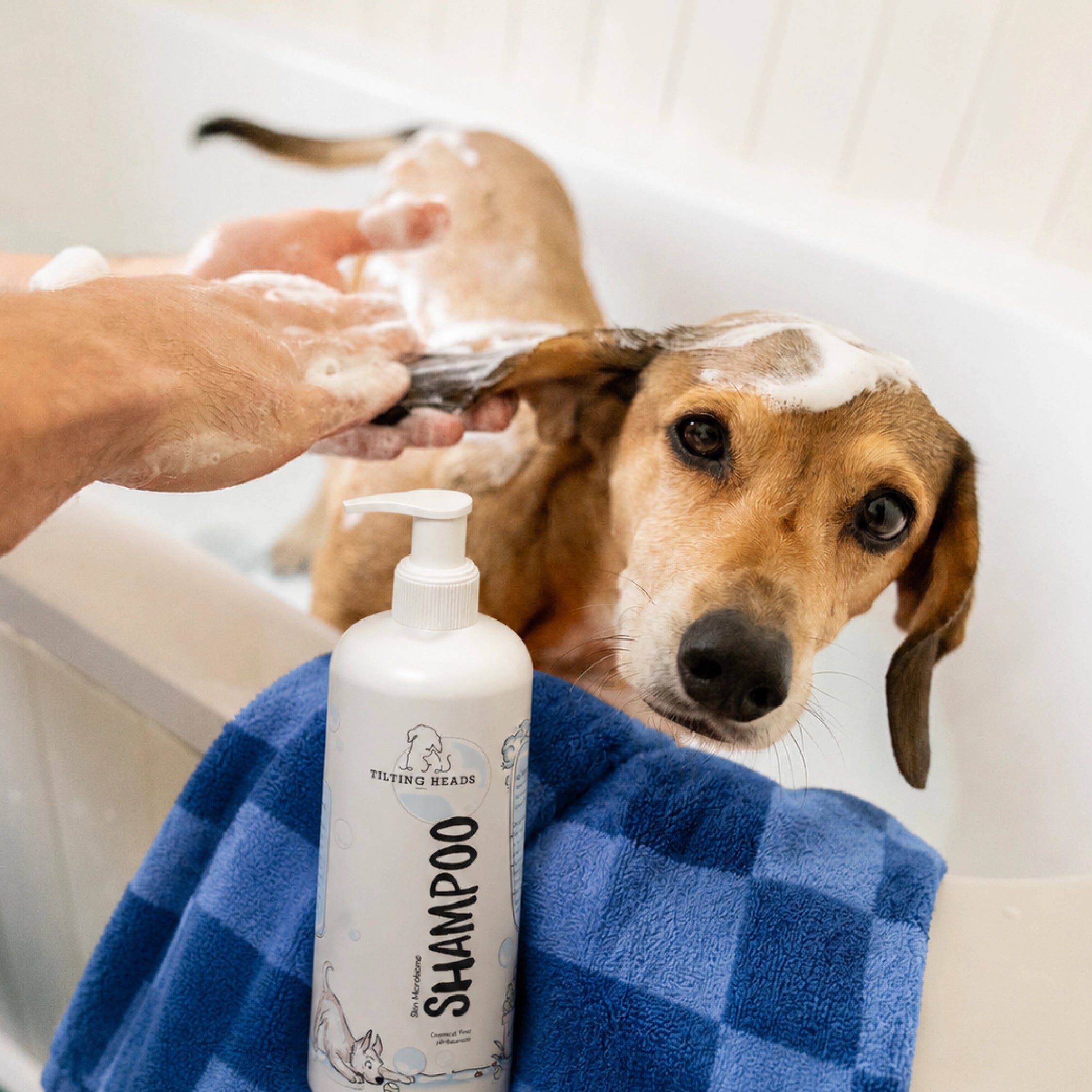 Skin Microbiome Dog & Cat Shampoo