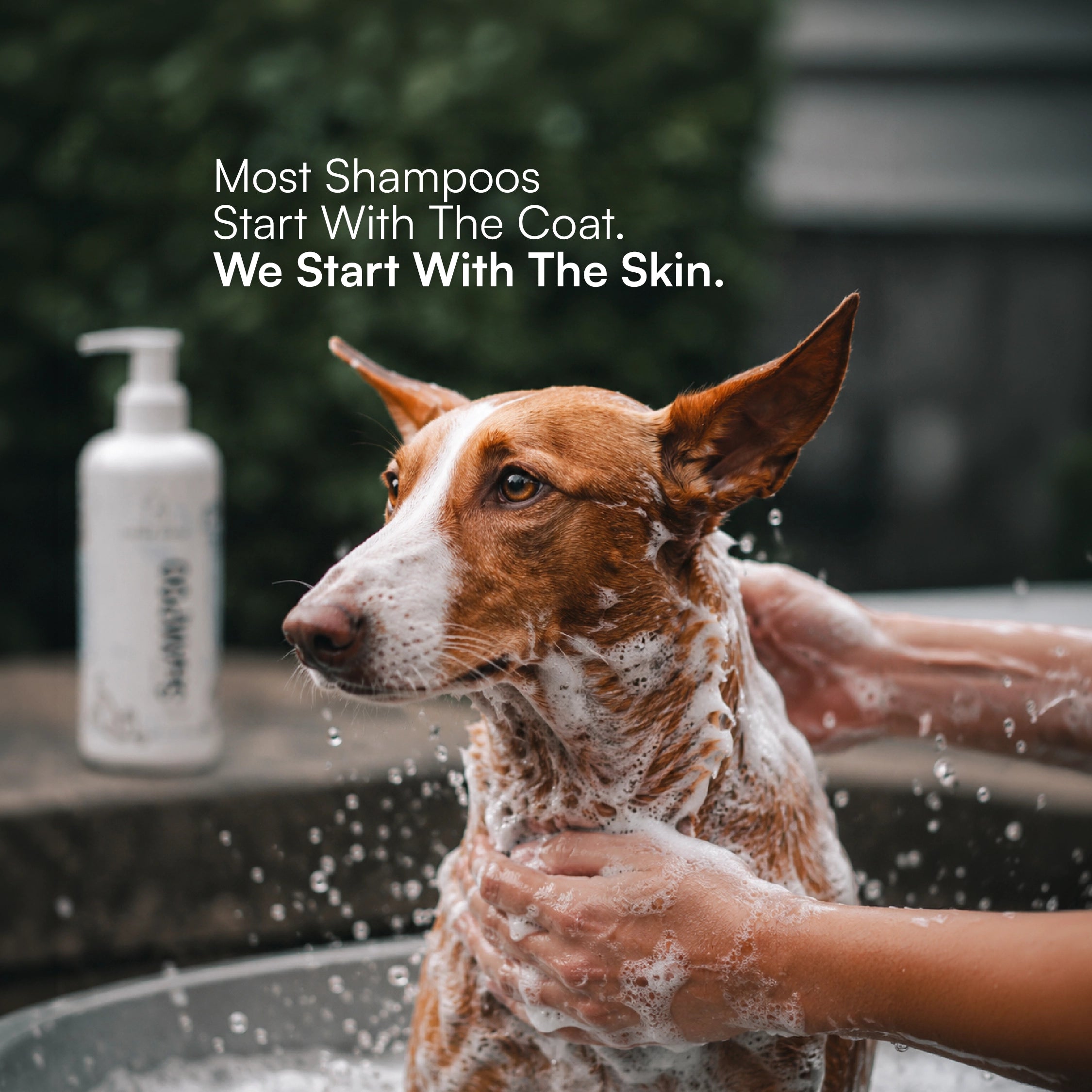 Skin Microbiome Dog & Cat Shampoo