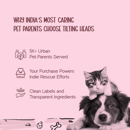 BowBelle Harness – Stylish Comfortable Walking Harness for Cats