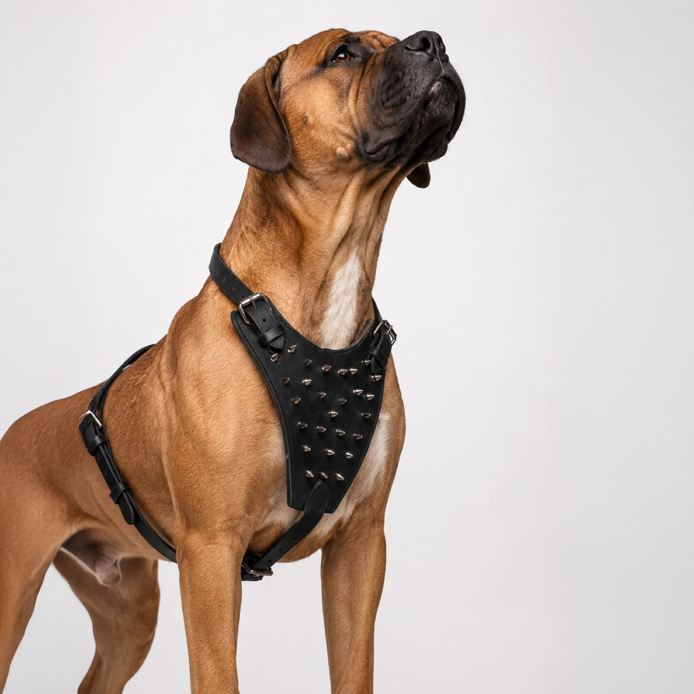 Oathkeeper Spike Harness