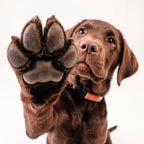 Paw Cleanser
