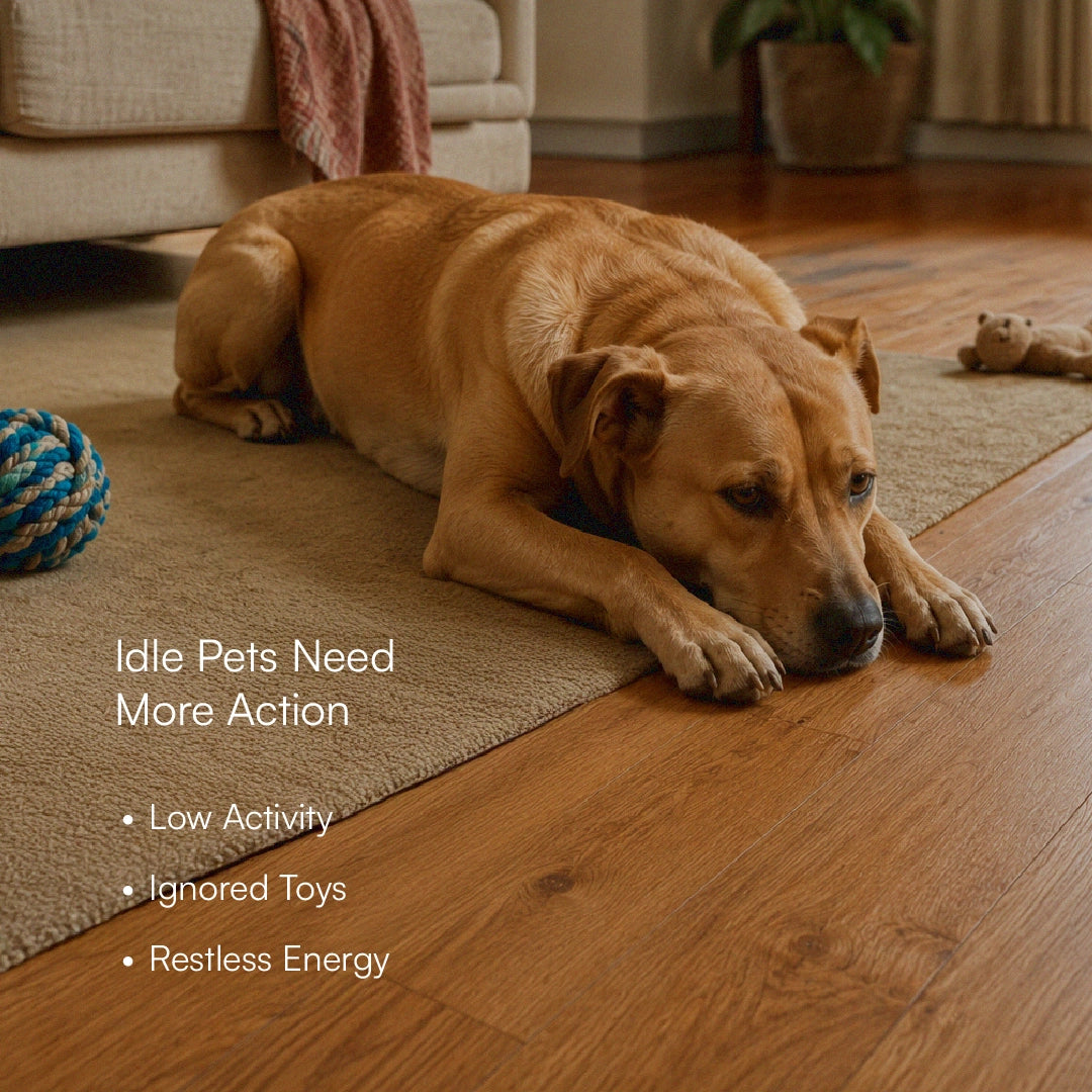 BopPiggy Toy | Interactive Voice Recording Plush Toy for Dogs & Cats