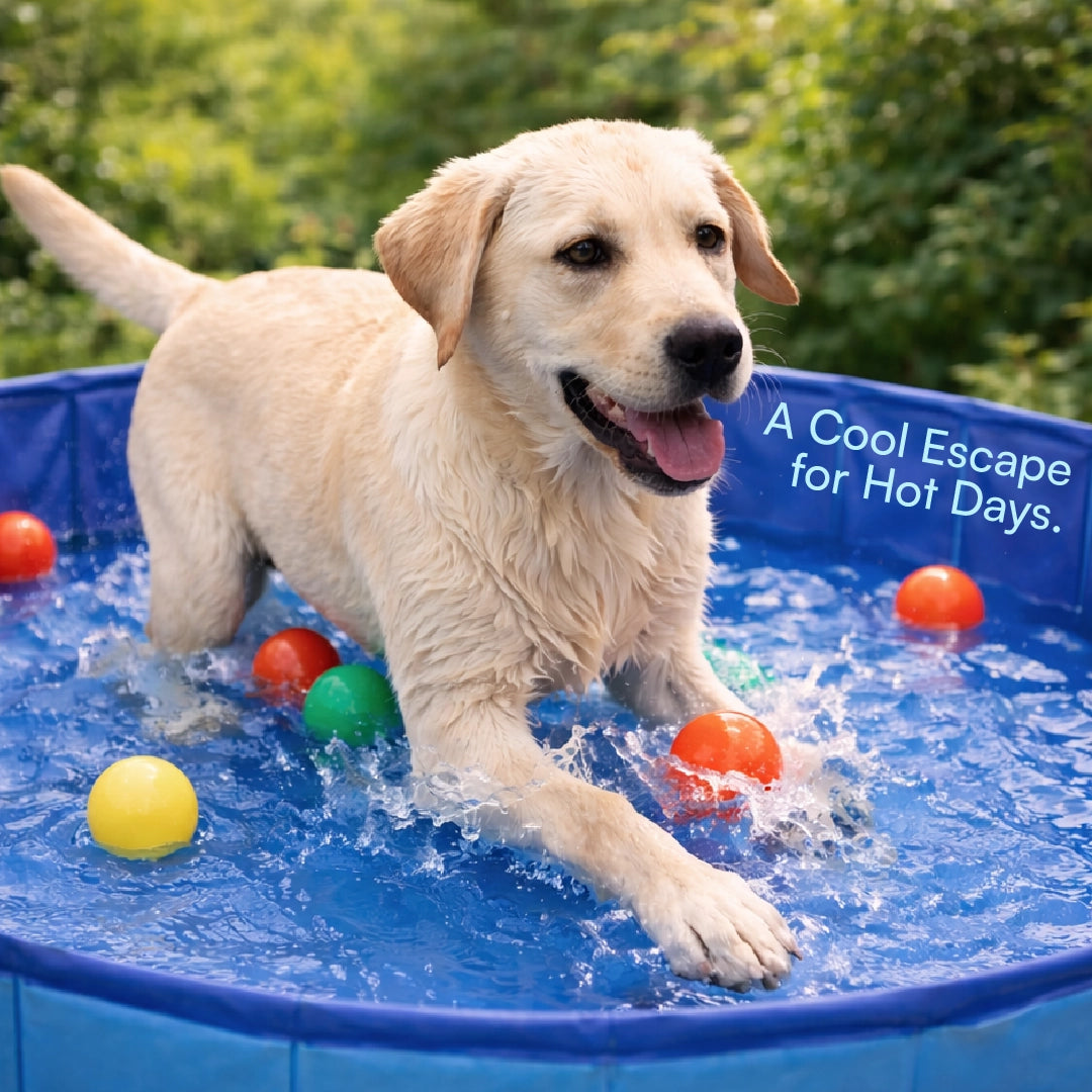 BlueWave Pool – Foldable Pet Swimming Pool for Dogs & Cats | Large Size