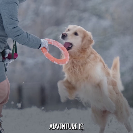 Dog water bottle 