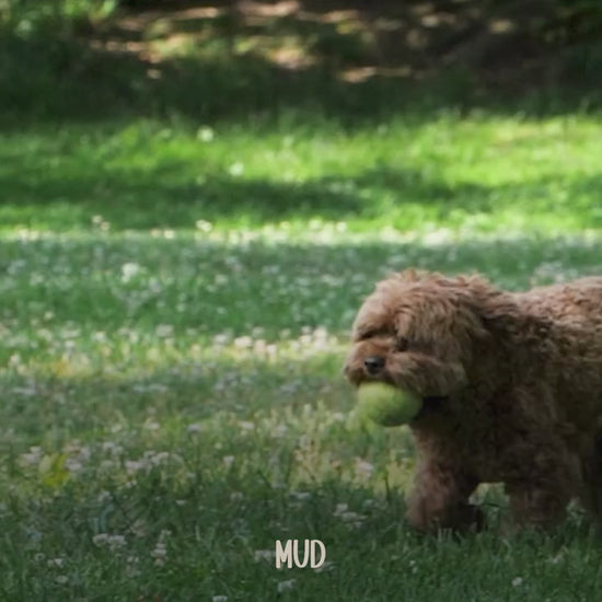 paw cleanser tilting heads 