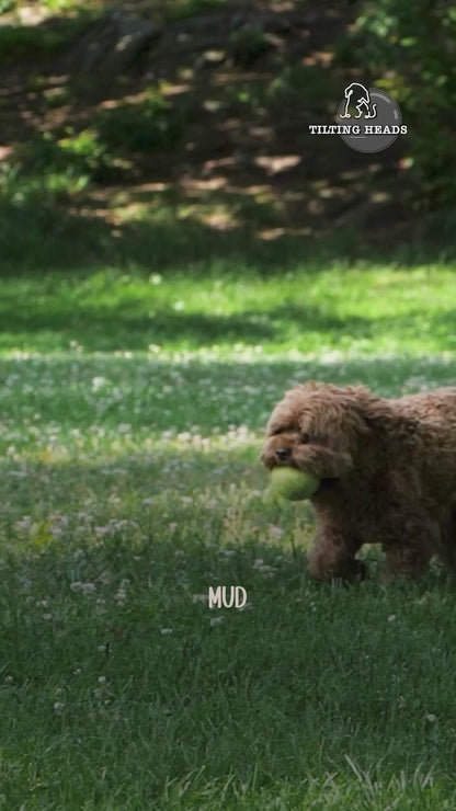 paw cleanser tilting heads 