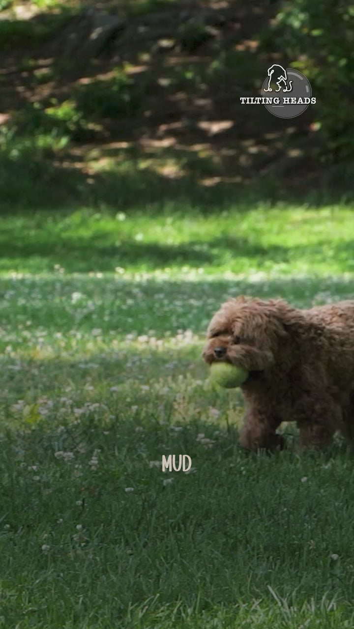 paw cleanser tilting heads 