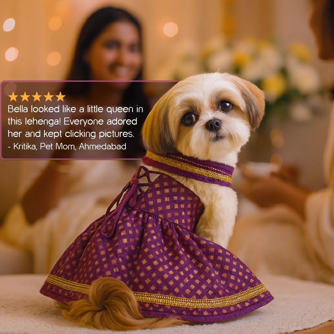 RoyalGlow Lehenga | Festive Outfit for Pets